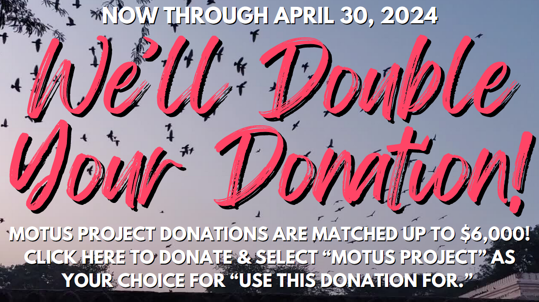 Click here to donate to the Motus Project. Your donation is matched up to $5,000 until April 30, 2024!