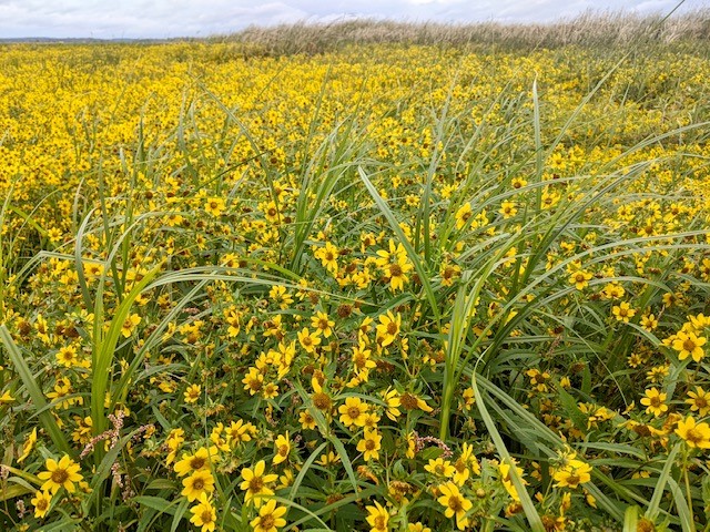 Yellow flowers growing in the salt marsh.