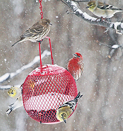 Image of Winter Birds by Steve Shelasky