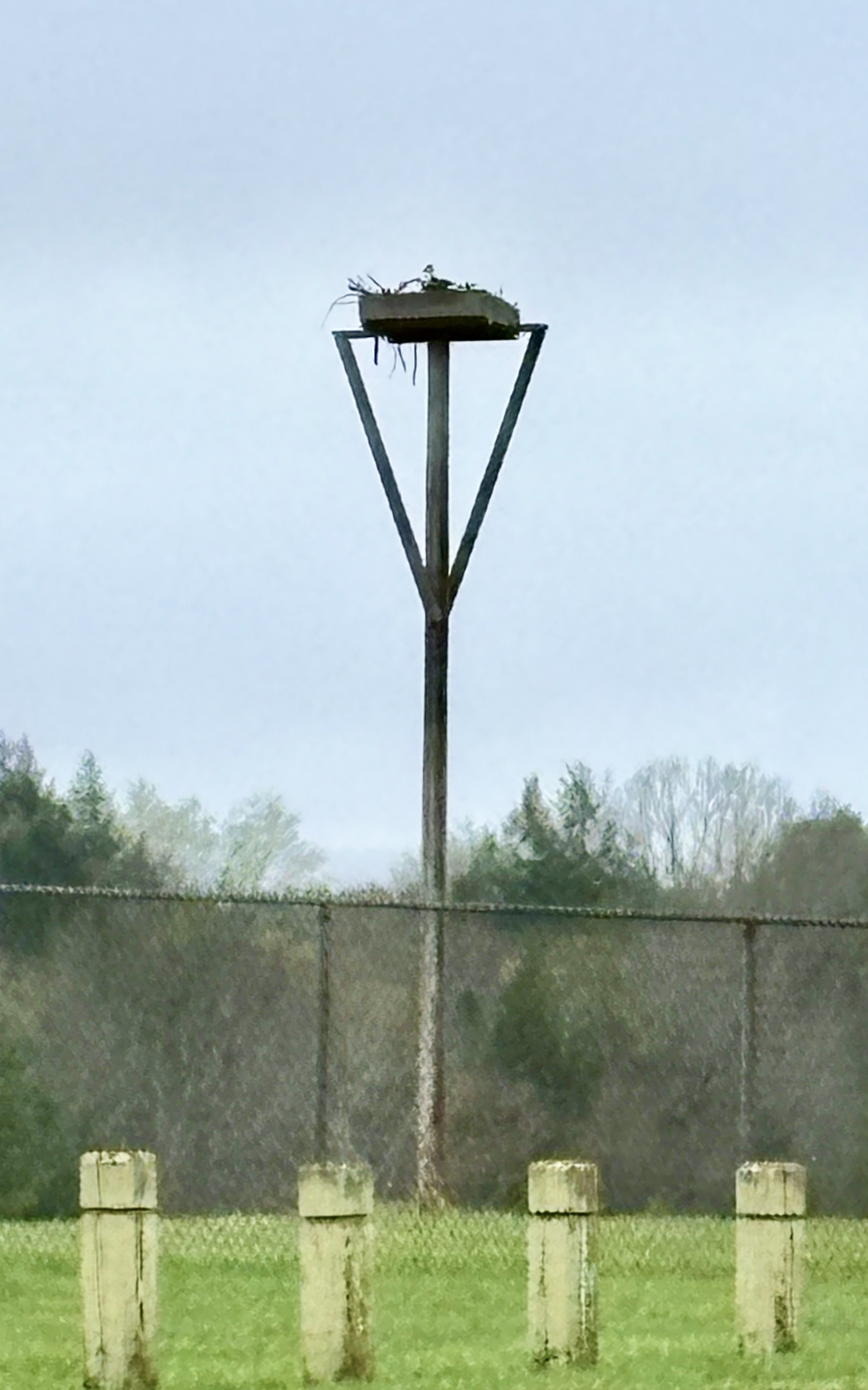The completed osprey pole shows signs of nesting, with numerous sticks on the platform.