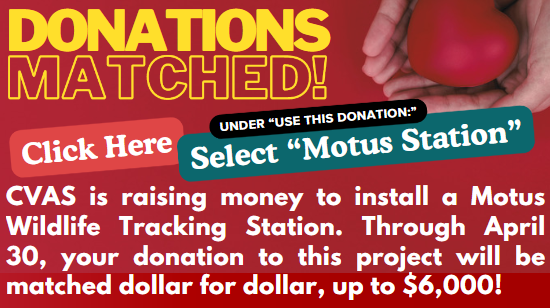 Donate to our Motus Project and double your donation! Click here to donate.